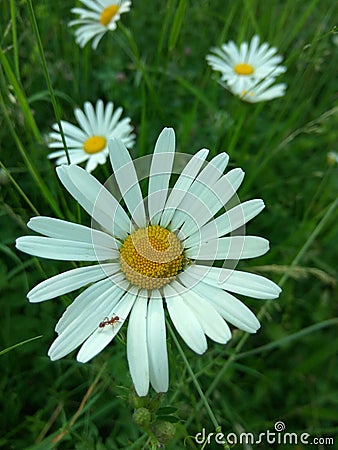 Oxeye daisy Stock Photo