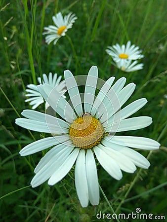 Oxeye daisy Stock Photo