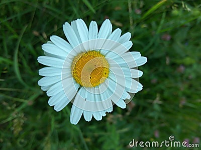 Oxeye daisy Stock Photo