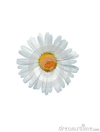 Oxeye Daisy In White Stock Photo