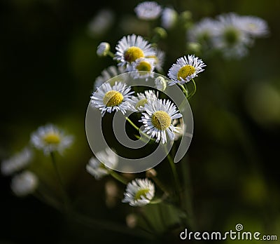 Oxeye daisy Stock Photo