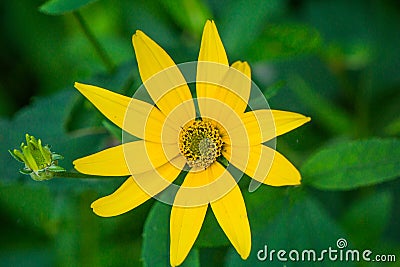 Oxeye Sunflower or False Sunflower Stock Photo