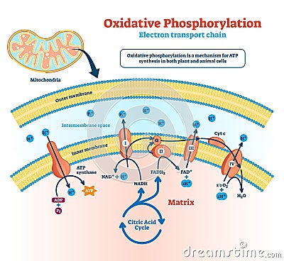 Oxidative phosphorylation vector illustration. Labeled metabolism scheme. Vector Illustration