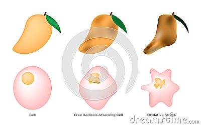 Oxidative Stress cell / free radical / mango Vector Illustration