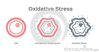 Oxidative Stress cell / free radical Vector Illustration