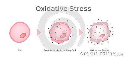 Oxidative Stress cell vector / free radical Vector Illustration