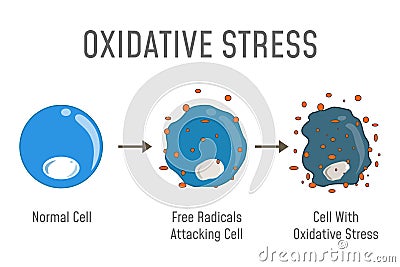 Oxidative Stress Diagram Vector Illustration