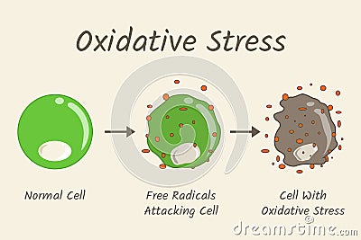 Oxidative Stress Diagram Vector Illustration