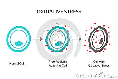 Oxidative Stress Diagram Vector Illustration