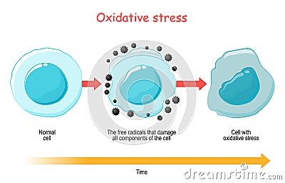 Oxidative Stress. Vector diagram Cell with free radicals Vector Illustration