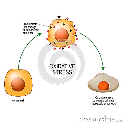 Oxidative stress. Vector diagram for your design, educational, science and medical use Vector Illustration