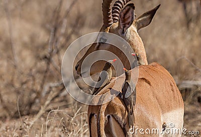 Oxpeckers Sitting on Impala Stock Photo