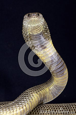 Oxus cobra (Naja oxiana) Stock Photo