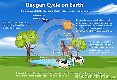 Oxygen Cycle on Earth Diagram Vector Illustration