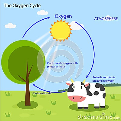 The Oxygen cycle Stock Photo