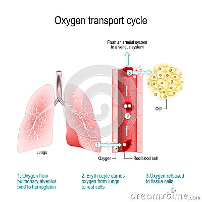 Oxygen transport cycle. Gas exchange in the lung Vector Illustration