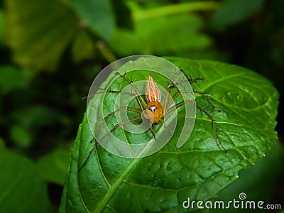 Oxyopes salticus, commonly known as the striped lynx spider Stock Photo