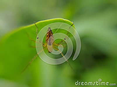 Oxyopes salticus is a species of lynx spider, commonly known as the striped lynx spider, first described by Hentz in 1845. Stock Photo