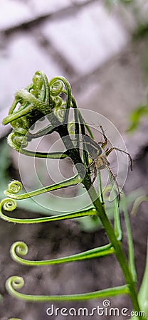 Oxyopes salticus Stock Photo