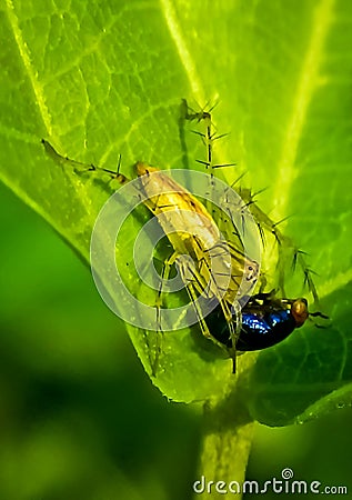 Oxyopes salticus Stock Photo