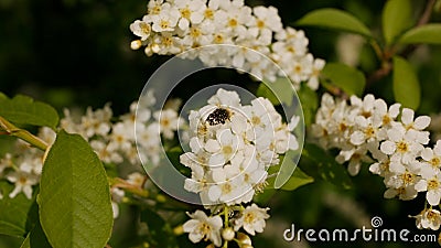 Oxythyrea funesta on bird cherry flowers Stock Photo