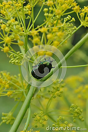 Oxythyrea funesta (Cetonia aurata) Golden is a large green beetle, enemy florists Stock Photo