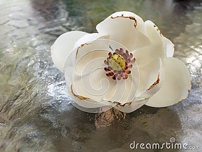 Oyama Magnolia Blossum Stock Photo
