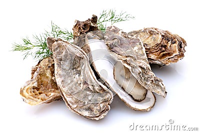 Oyster Stock Photo