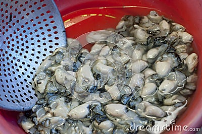 Oyster Stock Photo