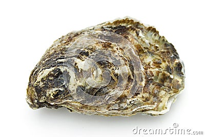 Oyster Stock Photo