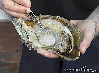 An oyster being seeded to make a pearl. Stock Photo