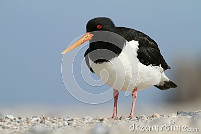 Oyster-catcher Stock Photo