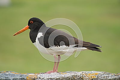 Oyster Catcher Stock Photo