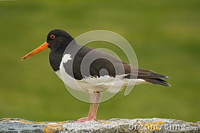 Oyster Catcher Stock Photo