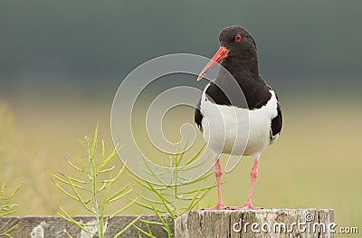 Oyster-catcher on a pole Stock Photo