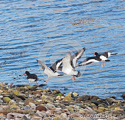 Oyster catchers Stock Photo