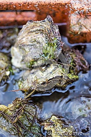 Oyster Stock Photo