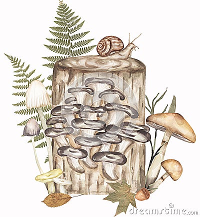 Oyster fungi with other mushrooms and real fern leaves composition, fungus and autumn real leaves illustration. Hand drawn Cartoon Illustration