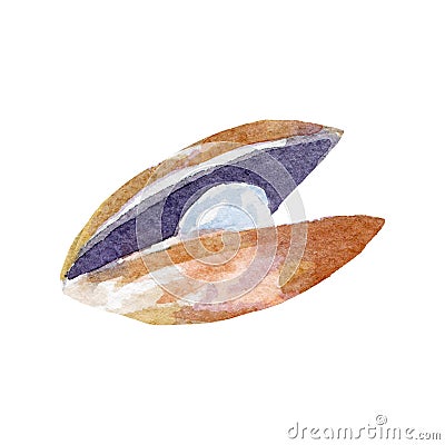 Oyster illustration. Hand drawn watercolor on white background. Cartoon Illustration