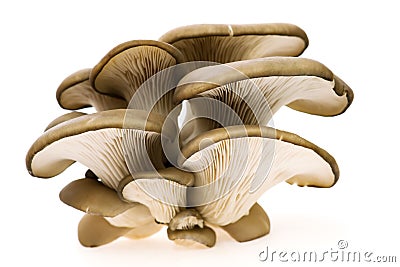 Oyster mushroom Stock Photo