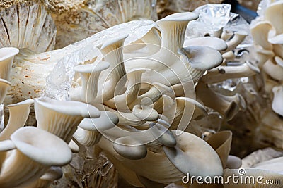 Oyster mushroom growing up in plant nusery,natural food concept, agricultural industry concept. Stock Photo