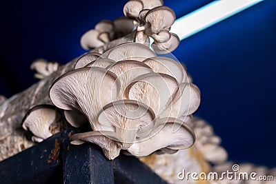 Oyster mushroom grown in the bag in the dark Stock Photo