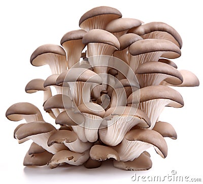 Oyster mushrooms Stock Photo