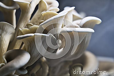 Oyster mushrooms being grown for food Stock Photo