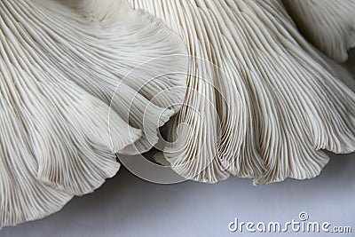 Oyster Mushrooms 2 Stock Photo