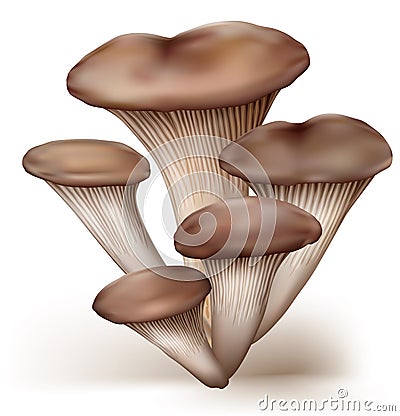 Oyster mushrooms Vector Illustration