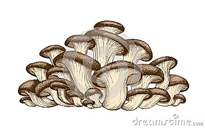 Oyster mushrooms illustration Cartoon Illustration