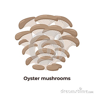 Oyster mushrooms isolated on white background, vector illustration in flat design. Vector Illustration