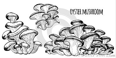 Oyster mushrooms Vector Vector Illustration