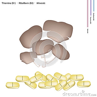 Oyster Mushrooms with Vitamin B1, Vitamin B2 and Minerals Vector Illustration